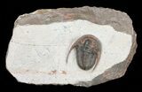 Unusual Aulacopleura Trilobite - Jorf, Morocco #60013-1